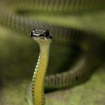 Photo by incidental naturalist (@IncNaturalist)