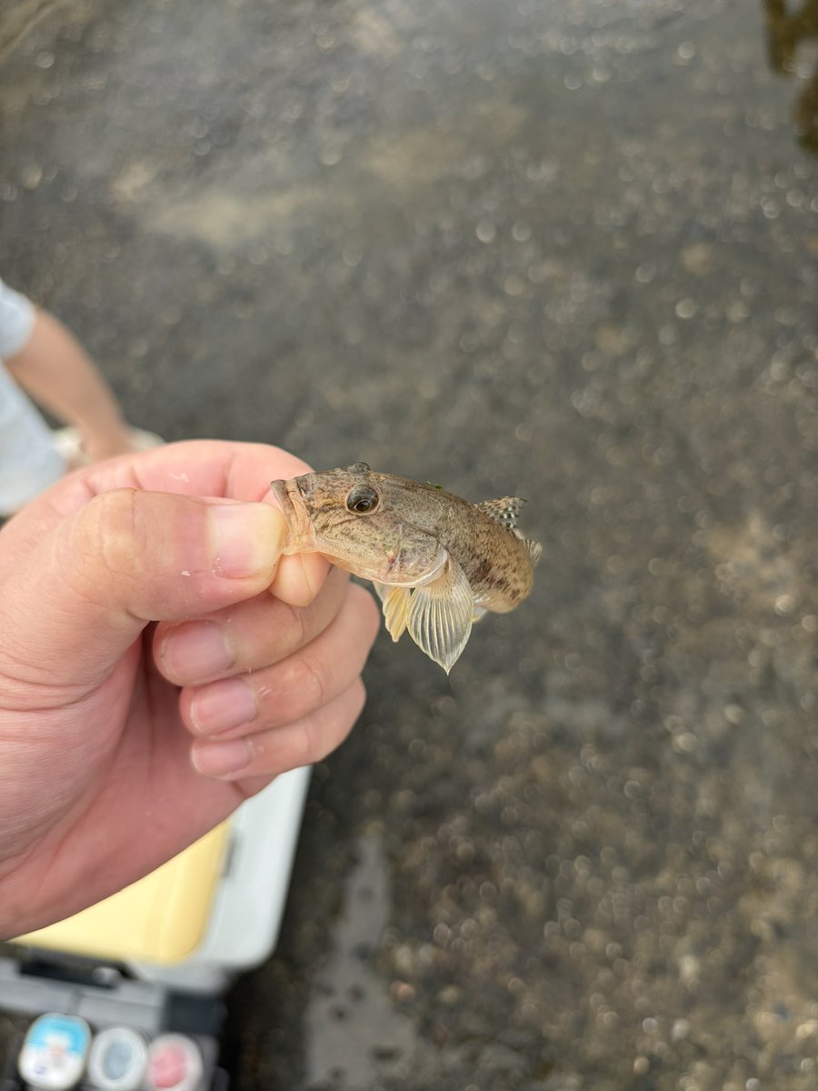 ENISHich's tweet photo. 朝マズメの釣果（2時間）

ハゼ1匹

以上！！！！
ボウズ回避いいいいい！！！！！！
あぶねぇ… https://t.co/b2uxl97Jgh