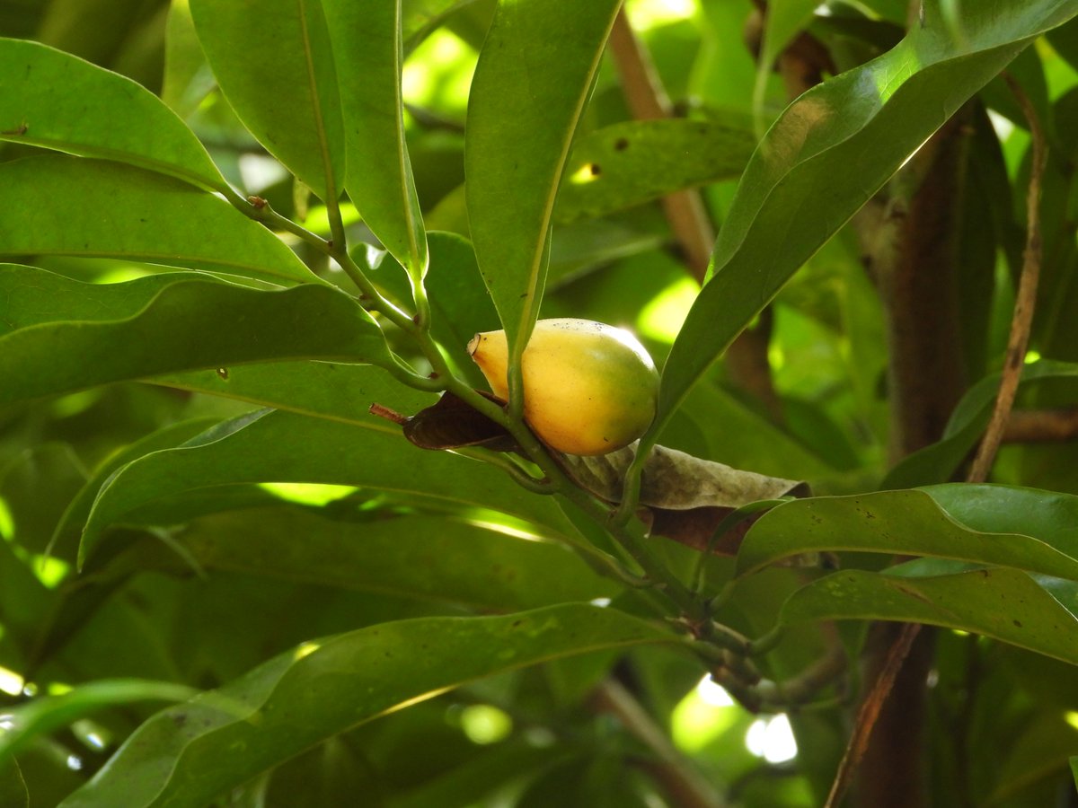 BiotechSanjeet's tweet photo. Know your #ornamental tree from #Odisha
Artabotrys hexapetalus   fruits 
Chini Champa  
#Tree #Odisha #Sanjeet #fruits https://t.co/iJBMRuPqOU