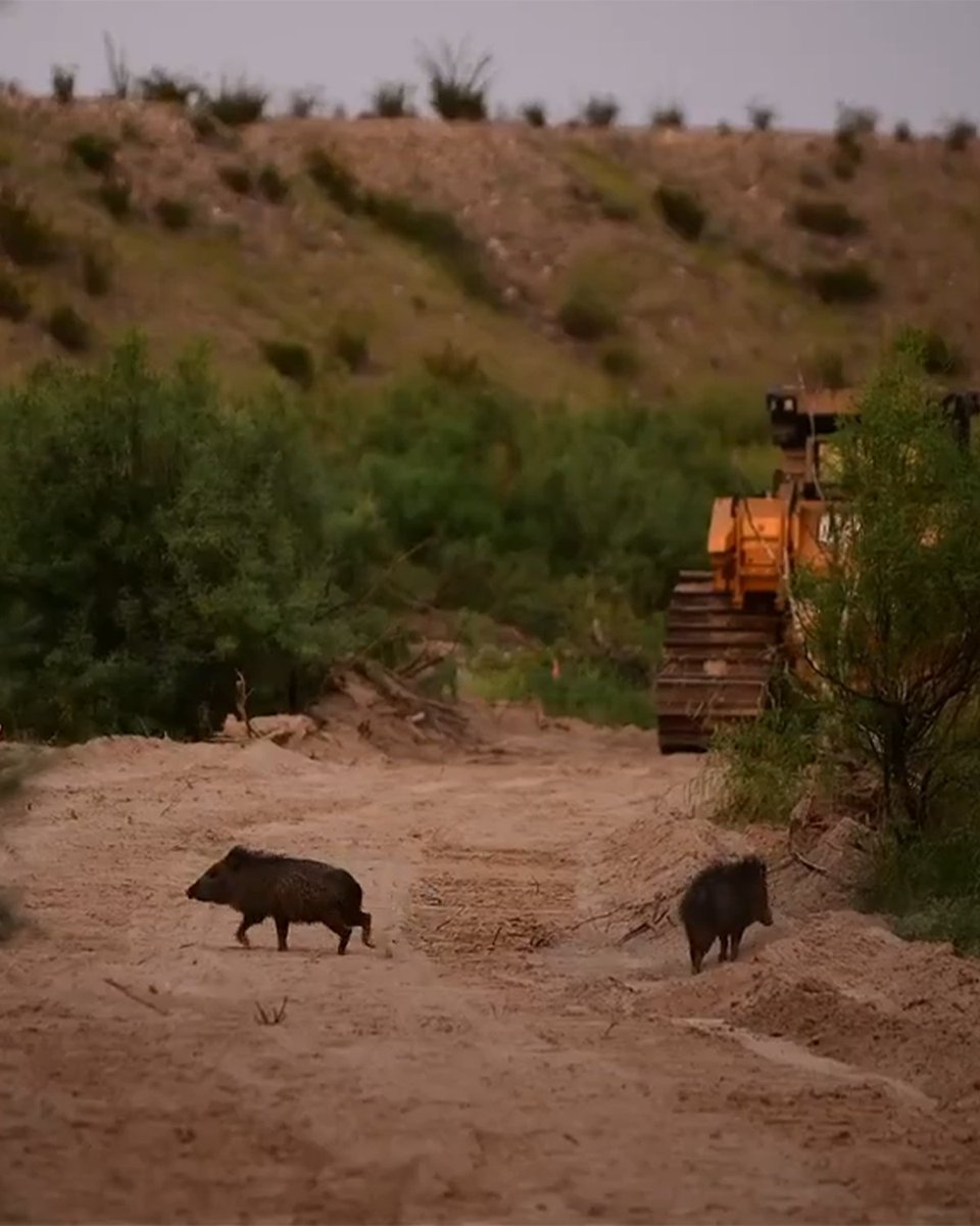InternetH0F's tweet photo. Bulldozers sent by the Trump administration have begun tearing up Big Bend National Park in Texas

The administration plans to build a border wall despite the scenery being untouched for thousands of years https://t.co/SqjTXuiZBu