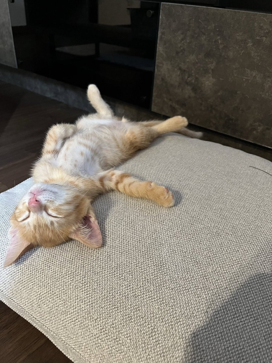catsworldaura's tweet photo. https://t.co/eeLsgIibnB