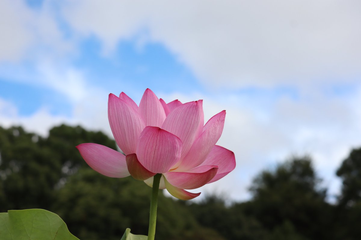 ParksJindai's tweet photo. 8/14
こちらは花蓮園より、＃ハス’原始蓮’です。
ハスは一つひとつの花が大きくて見ごたえがあります👀
Each lotus flowers are so gorgeous:) (広報係)
＃神代植物公園 https://t.co/12ZYZp7H2K
