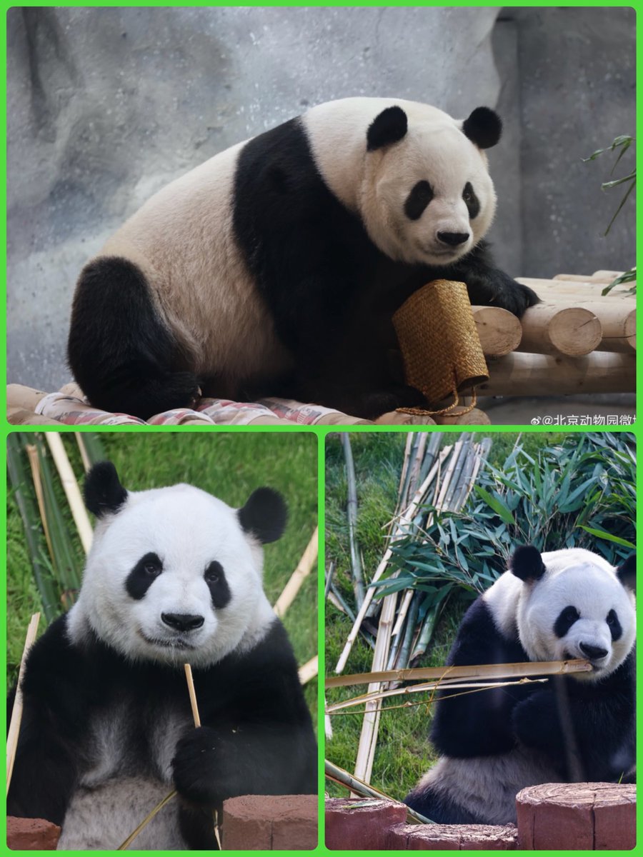 mickeyminnie611's tweet photo. #北京动物园
#萌兰
#MengLan
公园高度重视“萌兰”的倒走行为,经初步观察,该行为发生在“萌兰”玩耍、活动过程中的短距离退行,暂未发现连续、反复倒行情况。
目前饲养员已加强观察“萌兰”的行为状态,遇非预期重复行为及时进行温和干预,转移注意力。
保障动物福利🐼
cr. 北京动物园微博 on Aug.13 https://t.co/3bDqszR408
