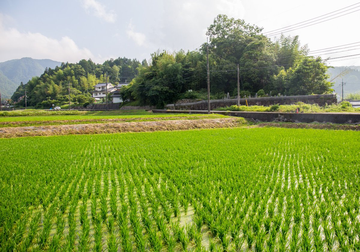 yahi904's tweet photo. 願成寺跡(三原市八幡町本庄)
��永6年(1526)の「備後国御調郡八幡宮社領書立宮」に「願成寺」の記載があります。
享禄年間頃、丸門田の丸山城主近保源五が禅宗の仏通寺に帰依し、二男と孫を連れて願成寺へ移住し、同寺を仏通寺派に改宗したと伝わります。その後、本庄の東隣の蔵戸に移転しました。 https://t.co/dC1Z6UxFou