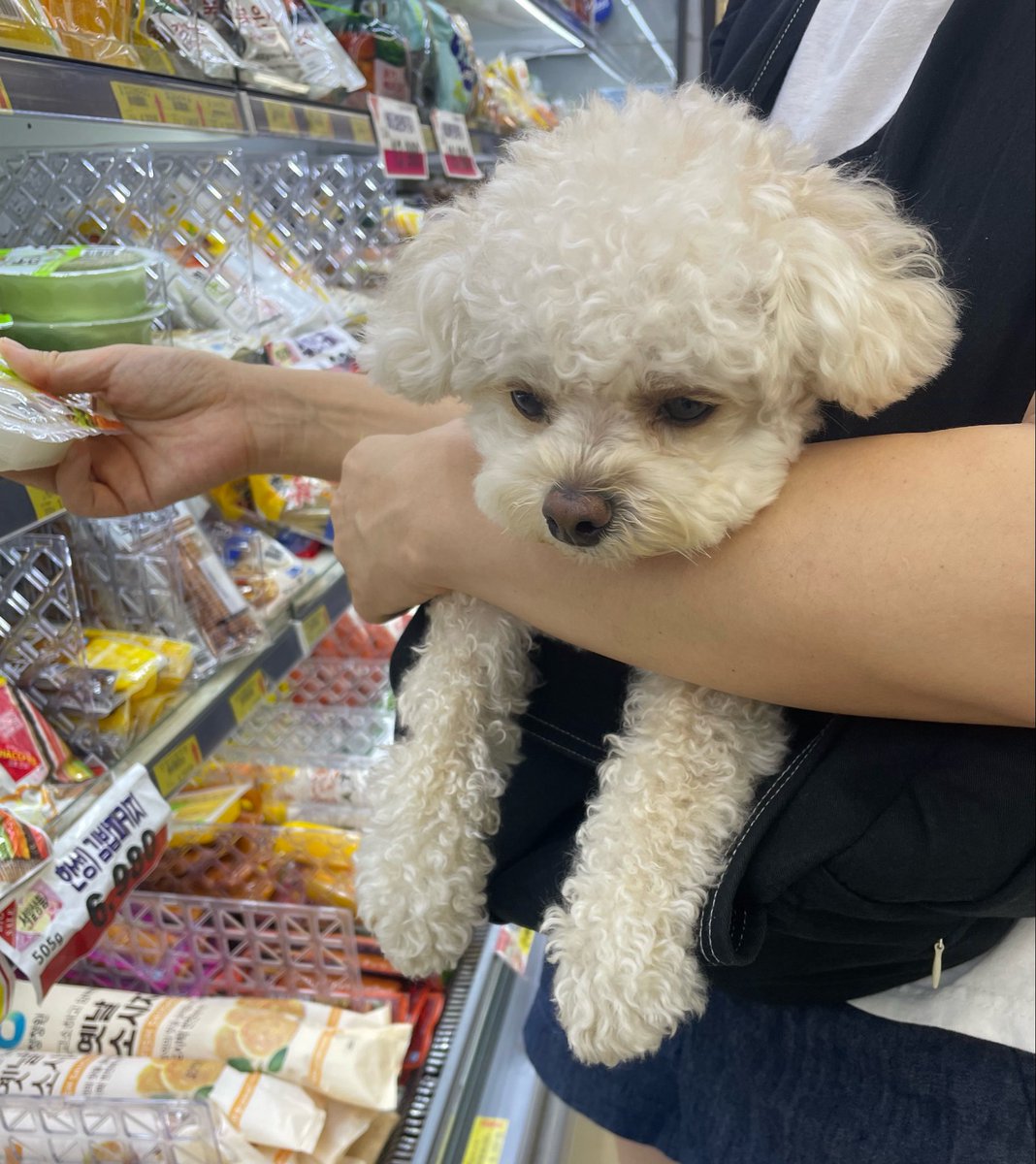 riceglue_choi's tweet photo. 장 보는 롱다리 치즈스틱 https://t.co/5tWmMgyADd