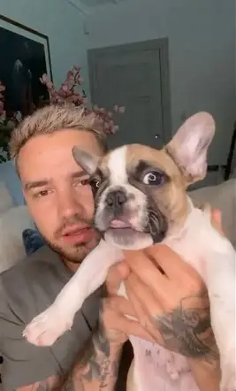 AlwaysLourry7's tweet photo. Day 15: Liam with a dog
#HonouringLiamPayne #AugustIsForLiam #Liam
#RememberingLiamPayne #RememberLiam https://t.co/qVzF1GF5Nh