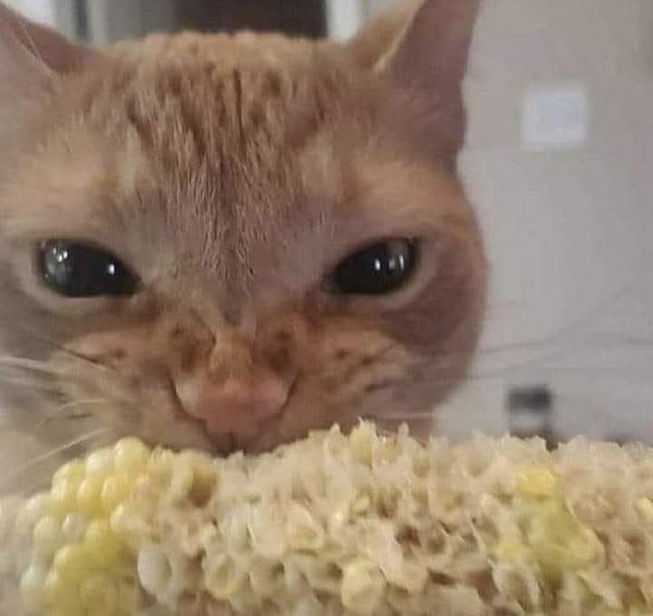 En_jupiter_'s tweet photo. Yo sacando todo mi estrés comiéndome un elotito. https://t.co/TrrWMK8PqI