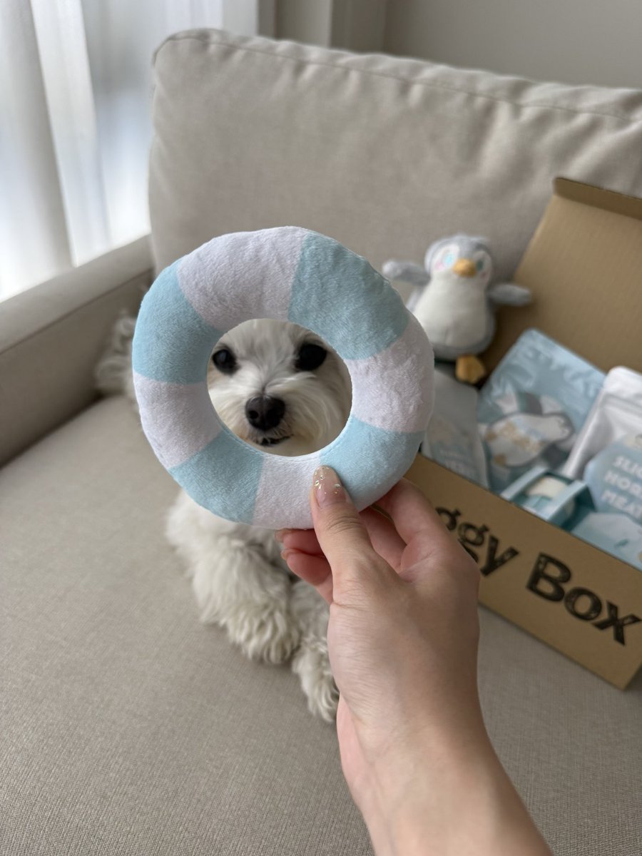 hokke_maltese's tweet photo. 8月のDoggy Boxが届いたよ🩵
ペンギンかわいい🐧🛟🧊

#doggybox #pr https://t.co/1LbCZEjzUc