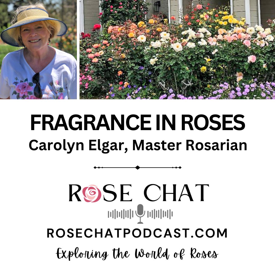 Rose_Chat's tweet photo. Fragrance in Roses

On this episode of host Teresa Byington welcomes Carolyn Elgar. Carolyn takes us through the history of fragrant roses, exploring their significance from centuries past to the present day and the science behind the fragrance factor.

https://t.co/Y2hHSt4CBW https://t.co/kyTj7jQYse