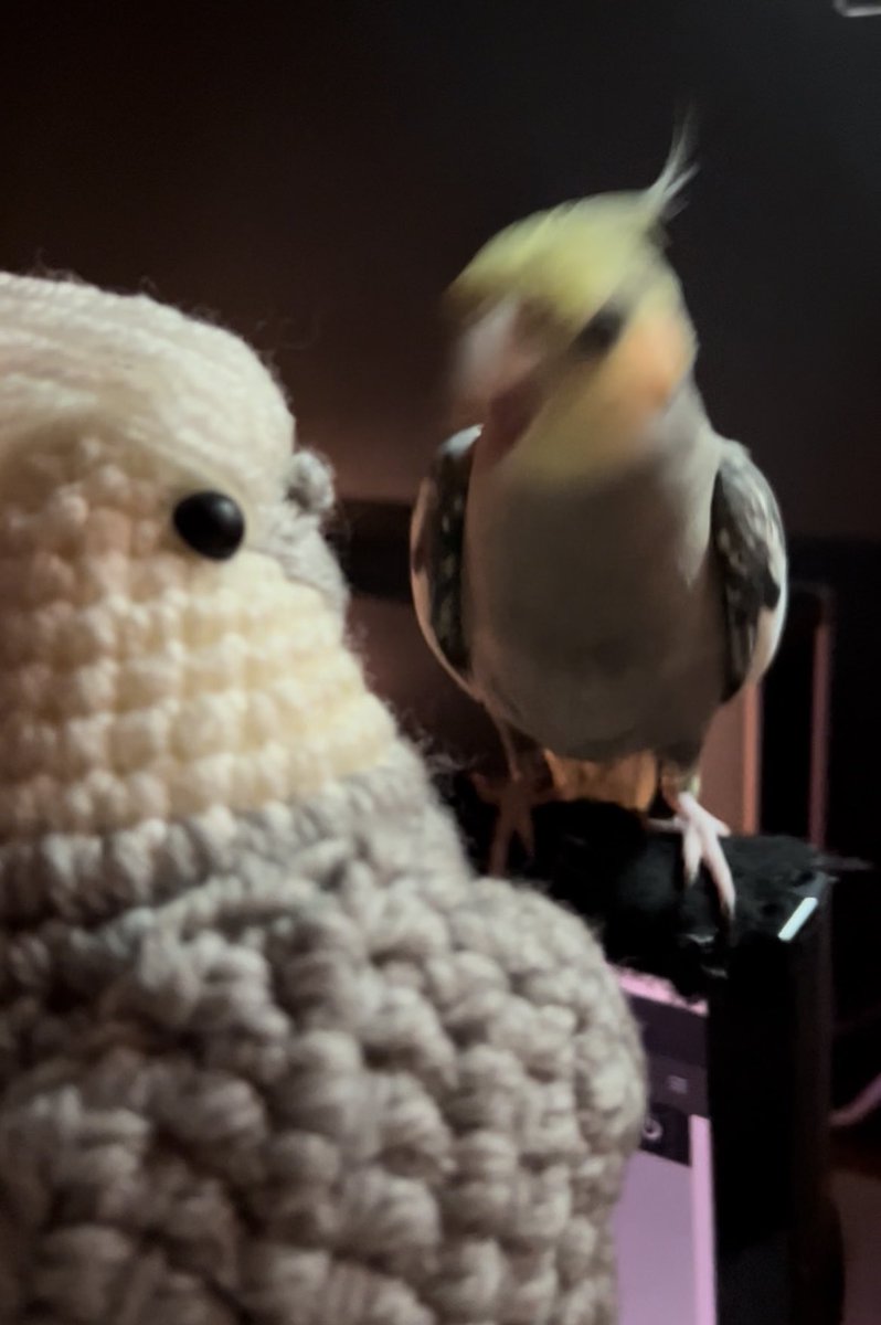 GNH4PAL's tweet photo. @inkomaru001 これはキレ顔のサンプルを置いておかねばと思いました🐥笑 https://t.co/1e1N8PHxvl