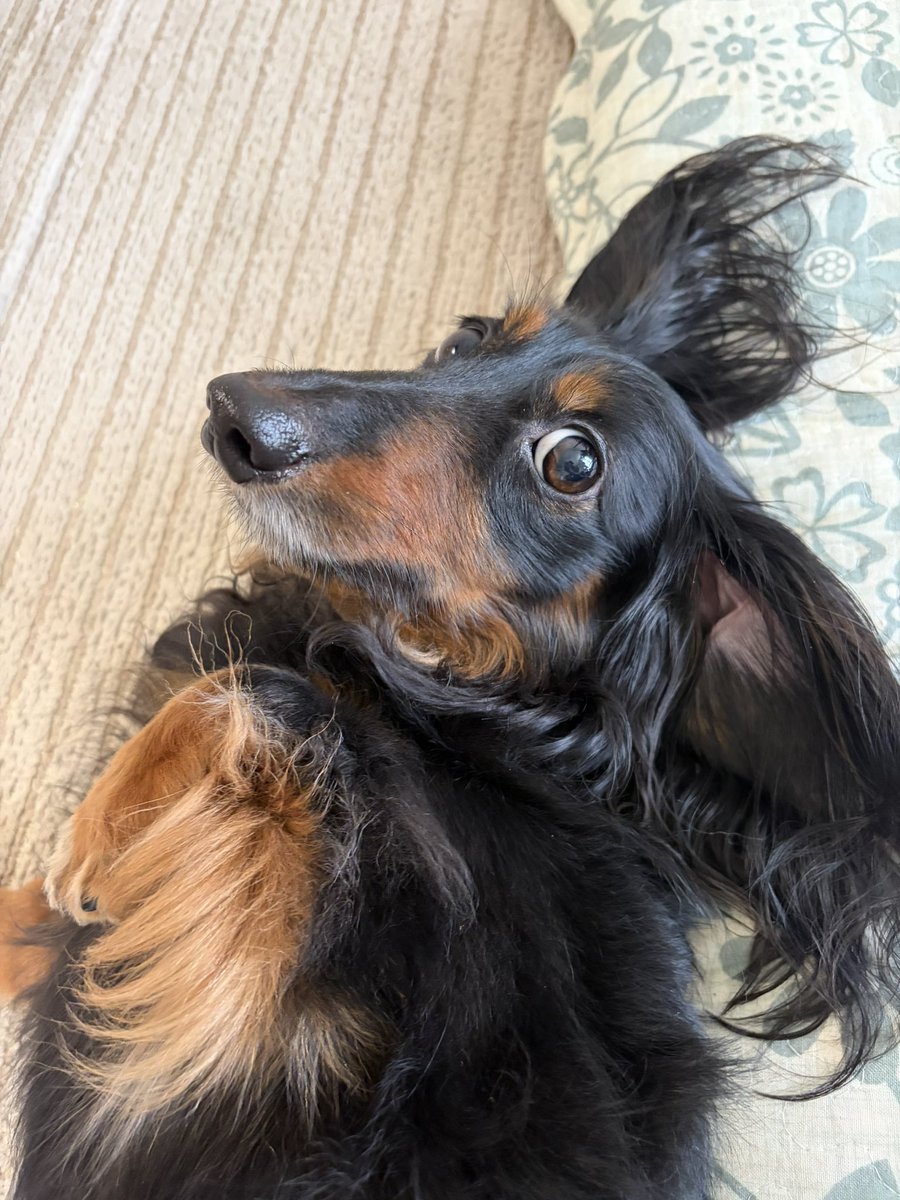 koro__ka's tweet photo. 犬久しぶりだね☺️ https://t.co/XoS6Sa0gyi