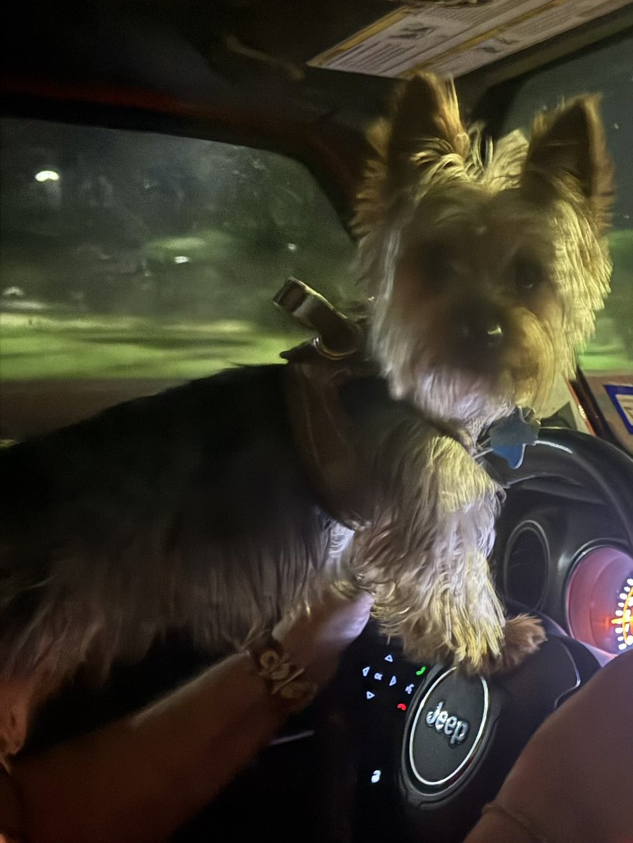 BeckyBorron's tweet photo. My co-driver’s cuter than yours…#Charley https://t.co/nhJY1shn7M
