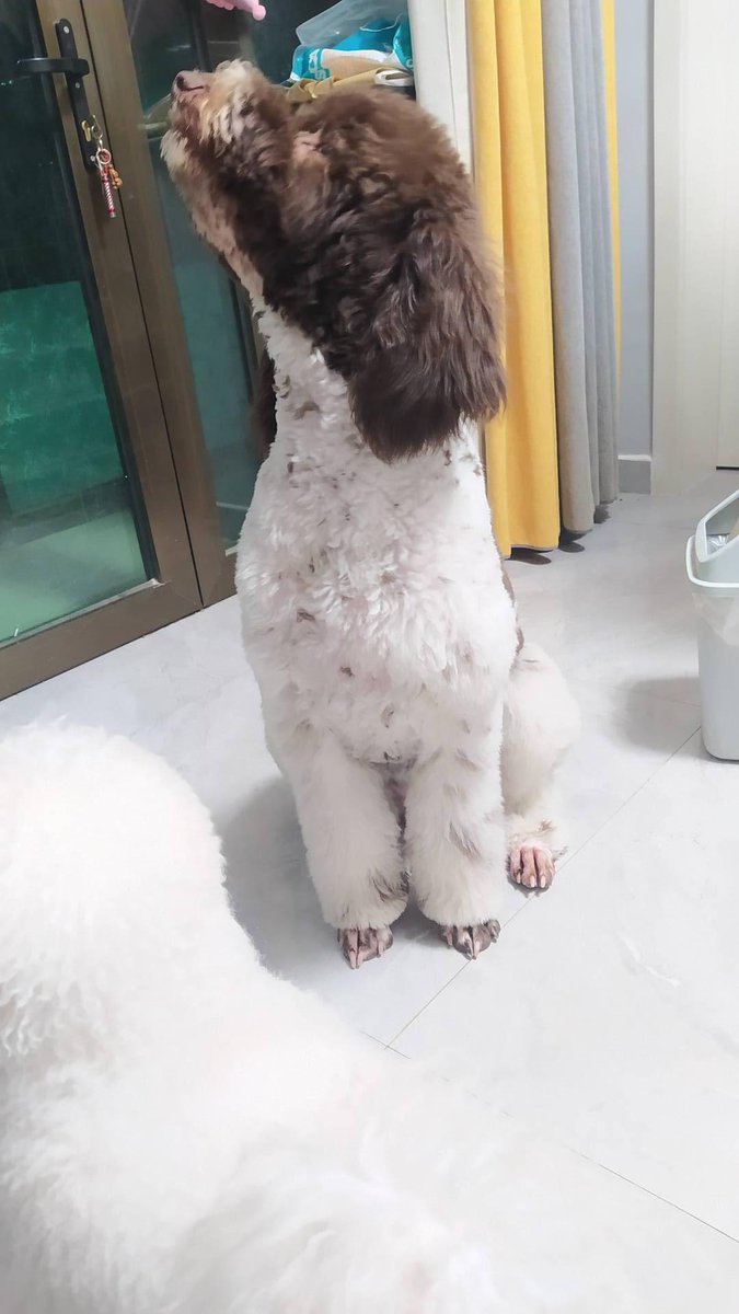 DIw1Vd0CInnw1O2's tweet photo. My little puppy just mastered "sit" today—this tiny win means the world!  Pet growth hits different when you catch the small wins. https://t.co/c78qMXu4J3