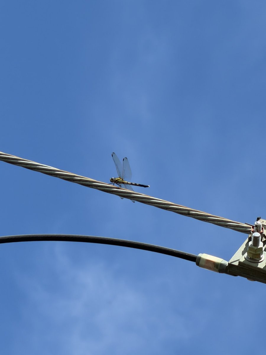 kichannel's tweet photo. 架線にトンボが
涼しくなるのかと思った���大阪は無茶暑い🥵 https://t.co/NELnGR76us