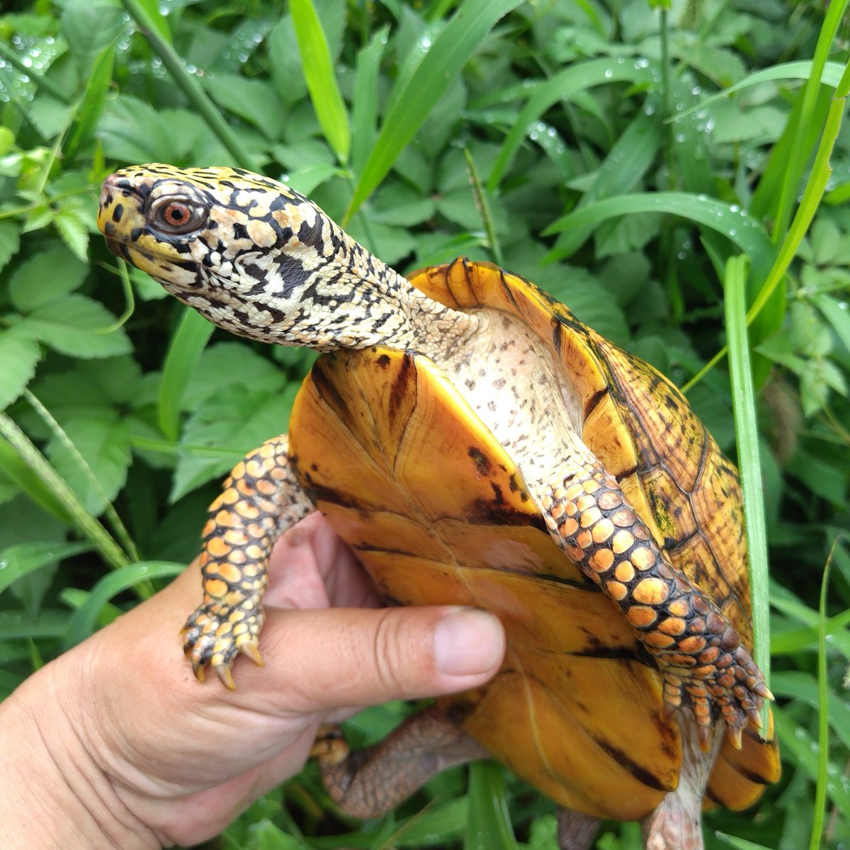 トウブハコガメ ♂ K系 引用先個体の2歳上。こっちはイエロー。色は