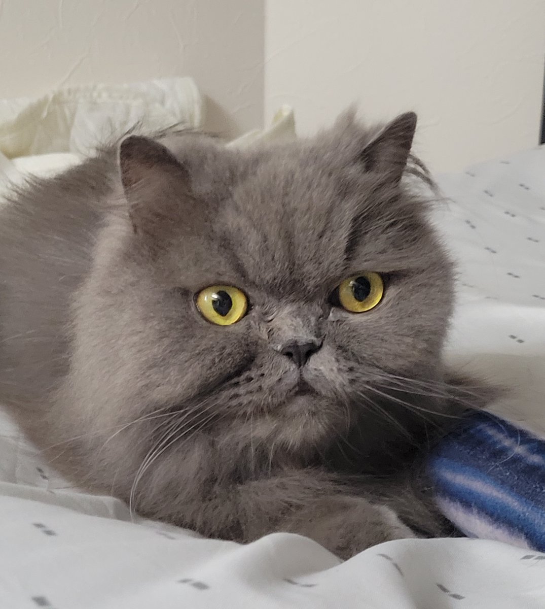 charlesmama1's tweet photo. おはようにゃん
＃ブリティッシュロングヘア　＃土アップ祭
＃猫好きさんと繋がりたい　#保護猫
＃スコティッシュフォールド　＃cats https://t.co/ashynM4au0