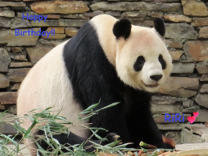 elmer201312dra's tweet photo. いつもカッコ可愛いリーリー🐼
お誕生日おめでとう~🎂🎉
お引っ越しが多くて落ち着かないけれど
これからもモリモリ食べて元気でいてね!
いつか雅安で木登りが見られたらいいな~💕
#リーリー #比力 #Bili #RiRi https://t.co/BrKiJNhjkF