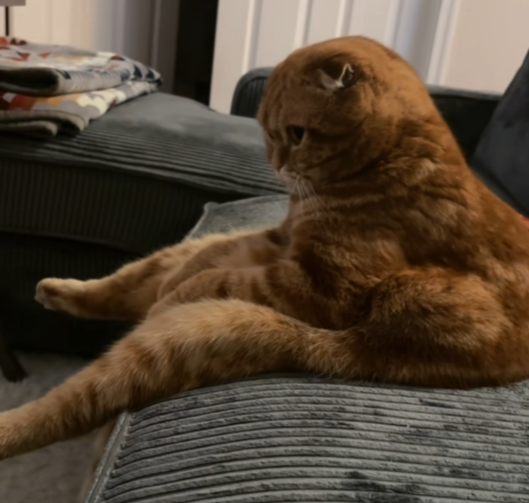 000xy_0's tweet photo. NEW MEME CAT IS BLOWING UP ON TIKTOK

This cat "Albert" is going mega viral on TikTok, and is literally becoming a MEME atp. Everyone is comparing her to "Garflied" and "Puss in Boots".

He has 4M views in just a day and news articles coming out for him. The comments are filled with MEMES and STICKERS.

TikTok:
https://t.co/w4sJOYGRTw

Article:
https://t.co/yUvOCs0tk1