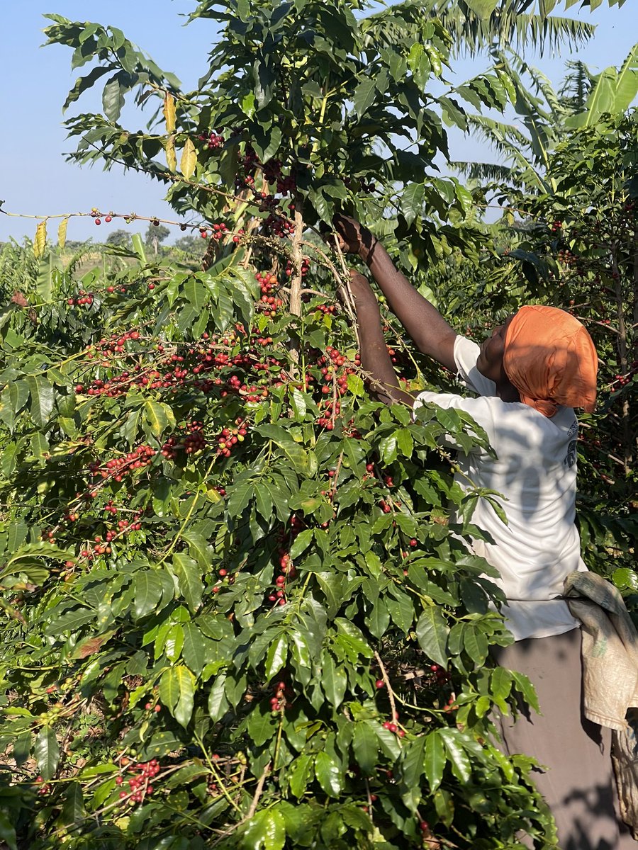 salimo_paul's tweet photo. As per today,1kg of cherry is selling at 3400/=.

An acre with 640 trees producing averagely 5kgs of cherry like ours in the 2nd harvest will give you 3,200kgs.We don’t sell cherry but imagine doing so!

Good day☕️ https://t.co/V52b8lcDcV