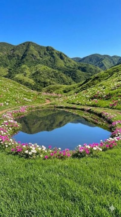softescape_'s tweet photo. Nature's Mirror: Flowery Pond https://t.co/nHpOnfCQ73