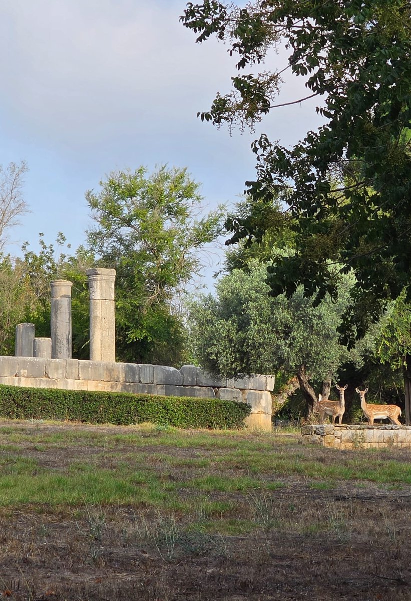 IsraelPersian's tweet photo. دو مهمون خوشگل از ایران🦌

امروز صبح جنگلبان پارک ملی برعام در منطقه گالیل شمال اسرائیل با یک منظره زیبا روبرو شد. دو گوزن زرد ایرانی که احتمالا از اندوخته‌گاه طبیعی که در مجاورت پارک است به آنجا آمده بودند.
گوزن زرد ایرانی زیرگونه‌ای از گوزن زرد است که در آستانه انقراض قرار داشت. اما با تمهیدات دولت ایران در دوران پادشاهی پهلوی، موفق به حفظ این نسل شدند.
سازمان طبعیت و پارک‌های اسرائیل در سال‌های پیش از انقلاب وارد گفتگوهایی با دولت شاهنشاهی شد تا چند راس از آن‌ها را برای حفاظت به اسرائیل بیاورند. به موازات آن، اسرائیل دو راس گوزن نر از آلمان گرفت که پیشتر از ایران برای حفاظت به آنجا انتقال یافته بودند.
لحظاتی پیش از آمدن خمینی و در آخرین پرواز تهران - ت��‌آویو ۴ راس ماده گوزن زرد آنطور که دولت شاهنشاهی وعده داده بود، با کمک تیمسار منوچهر خسروداد به اسرائیل انتقال داده شدند. اکنون چند گله از گوزن زرد ایرانی در کوه کارمل در اسرائیل زندگی می‌کنند و تحت حفاظت قرار دارند.

📸 گای کهن، سازمان حفاظت از طبیعت