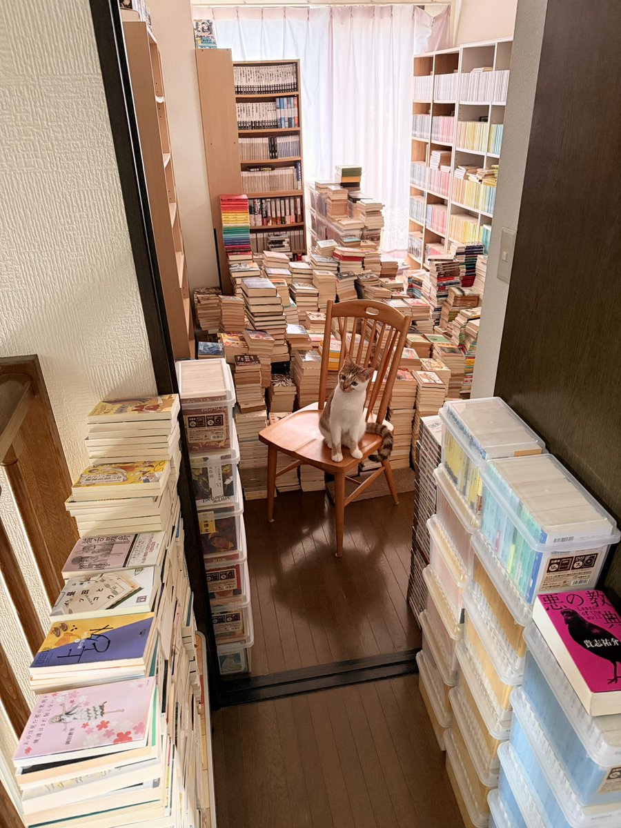 VZlHaHj18EPuhct's tweet photo. 実は私の蔵書を守る防衛隊長が常にこんな感じで見張っていたのですが唯一の弱点が大好物のマグロ…
もちろん本人は否定しています https://t.co/KDCTPP44LY