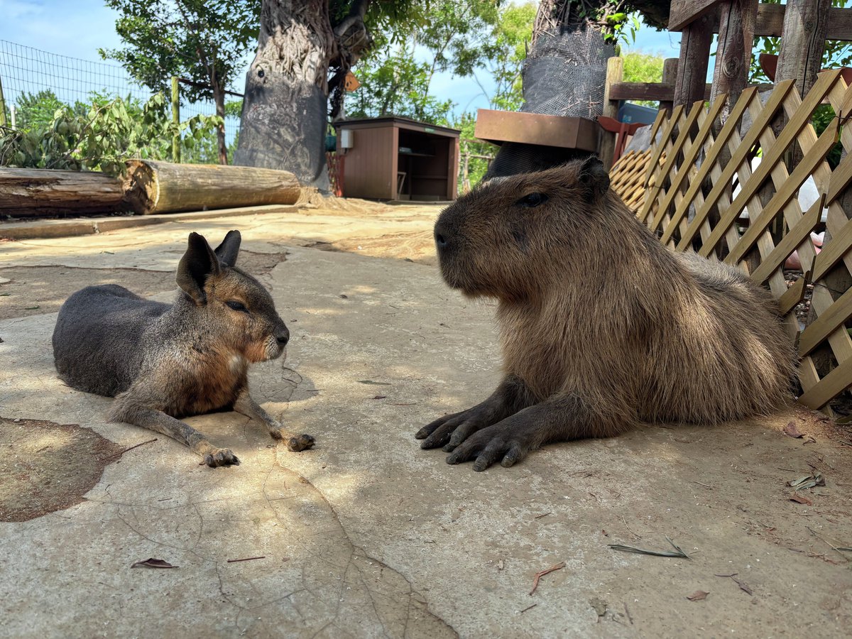 _seaparadise_'s tweet photo. カピバラのしめじとマーラのキンカンが向き合って休憩中🫧

なかなか珍しい光景に思わず写真を撮ってしまいました🌟

#横浜・八景島シーパラダイス #八景島 #シーパラ #アクアミュージアム #フォレストリウム #カピバラ #マーラ https://t.co/kIAqOAGkR9