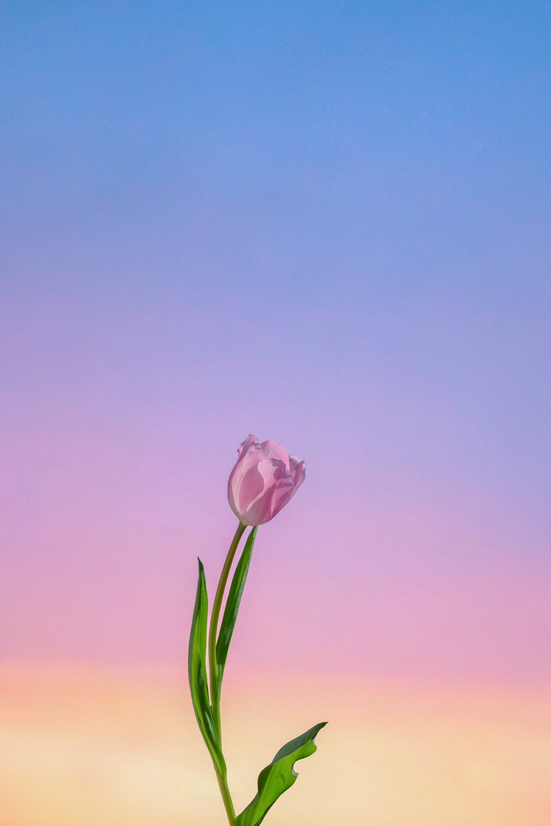 Noah_photobook's tweet photo. 淡色のお花が好き。 https://t.co/DQGQZnftmv