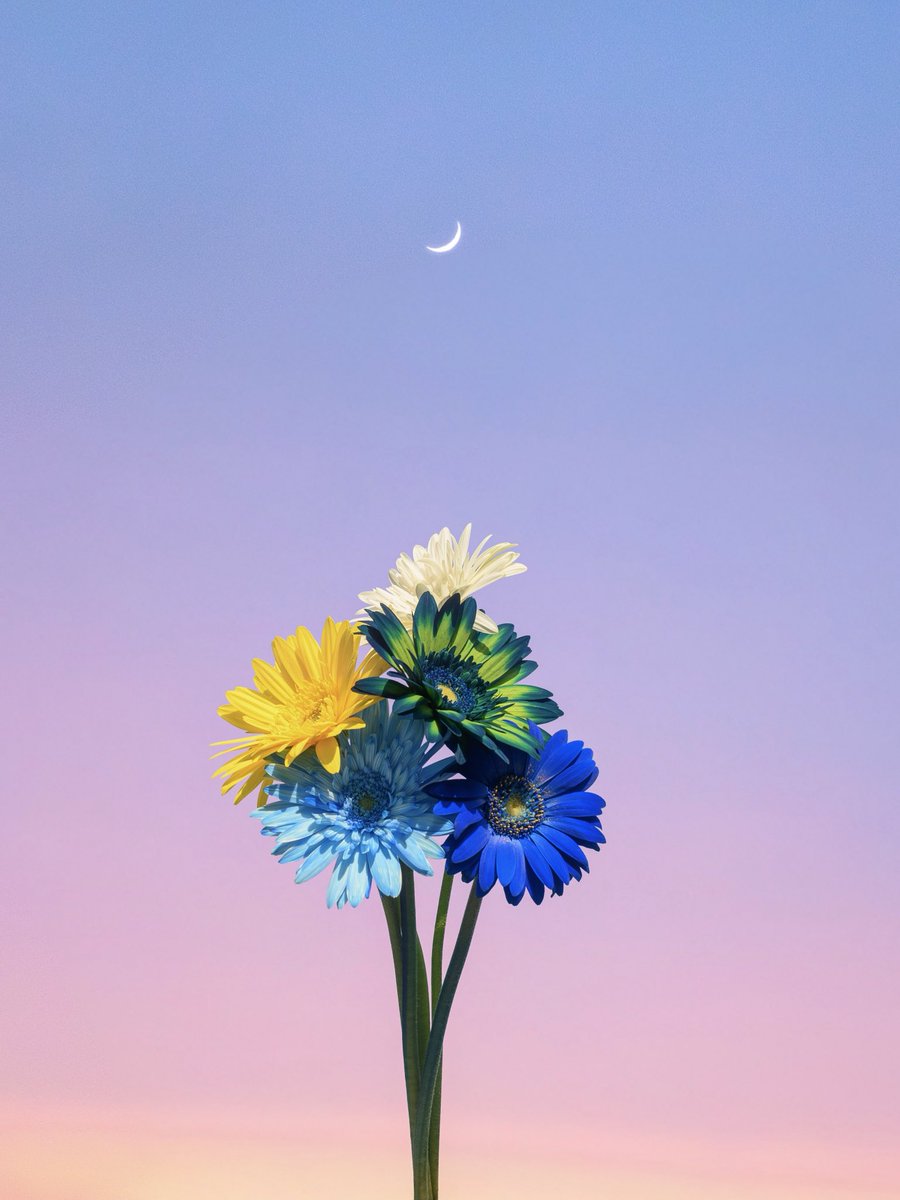 Noah_photobook's tweet photo. 淡色のお花が好き。 https://t.co/DQGQZnftmv