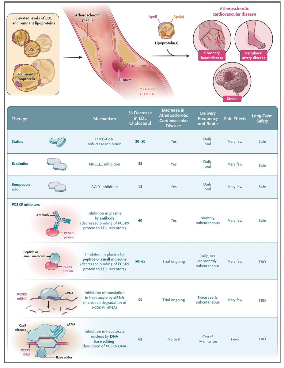 SayedSRahman1's tweet photo. A New Approach to Lowering LDL Cholesterol :

The different ways of lowering LDL cholesterol keep expanding, and it's possible someday it will be a one-and-done genome editing shot.

VERVE - 102 Base editing Therapy .. phase 1 
 https://t.co/nqsFORuy6m https://t.co/HVqGMAcUKY