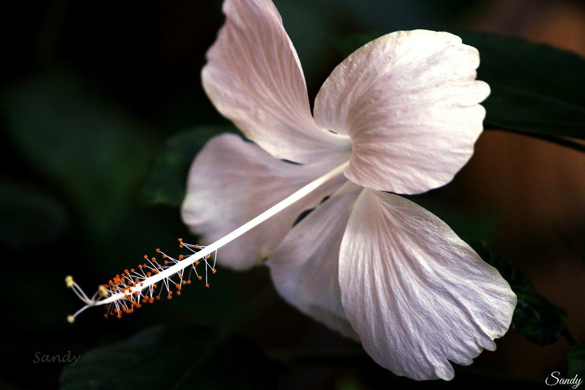 sashandhi's tweet photo. Theme Friday flowers...My pic for today White beauty...#whitehybiscus #Hybiscus #white #Flowers #Chembaruthi....@drramyamurali https://t.co/q8gq33vuZc