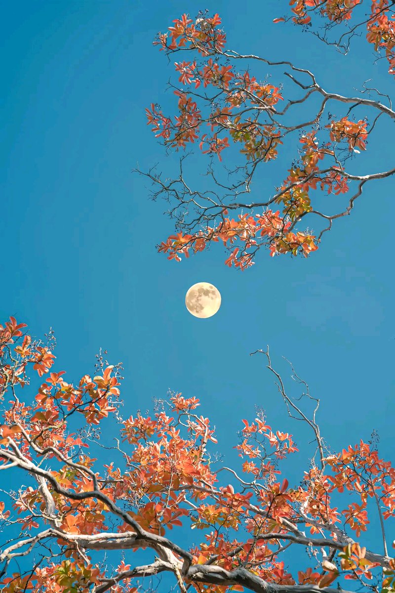 SwagGeey's tweet photo. May your harvest be abundant, your home be warm, and your heart be full this Mid-Autumn Festival  Wishing you joy with every moonlit moment!， https://t.co/C55uHrQIv6