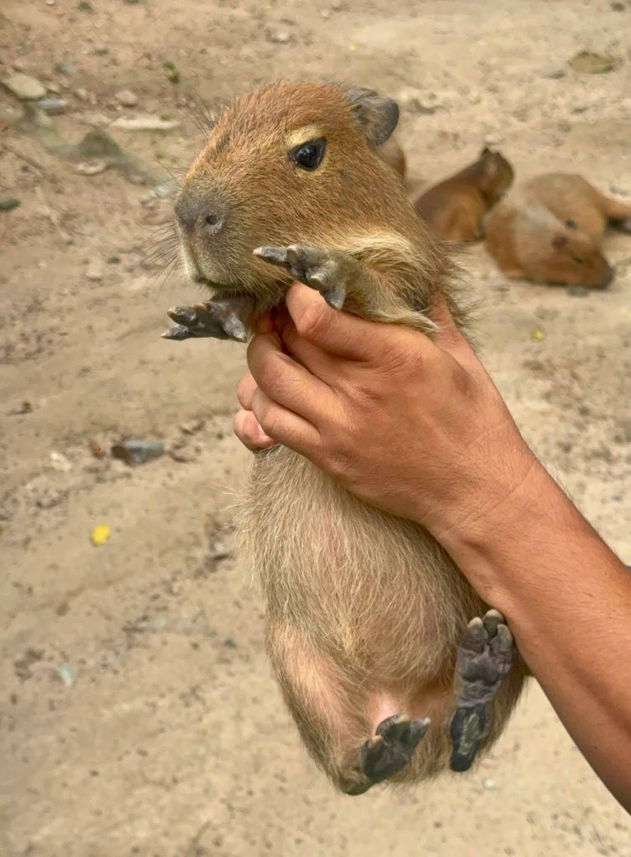 and_khamoo's tweet photo. หนูอยากเดินบ้างอะ 5555
น้องวันจันทร์ #capybara #hippo #PygmyHippo #ขาหมูแอนด์เดอะแก๊ง #หมูเด้งเด้งกี่โมง #Moodeng #พี่ขาหมู #สวนสัตว์เปิดเขาเขียว https://t.co/6m9VI3XvO9