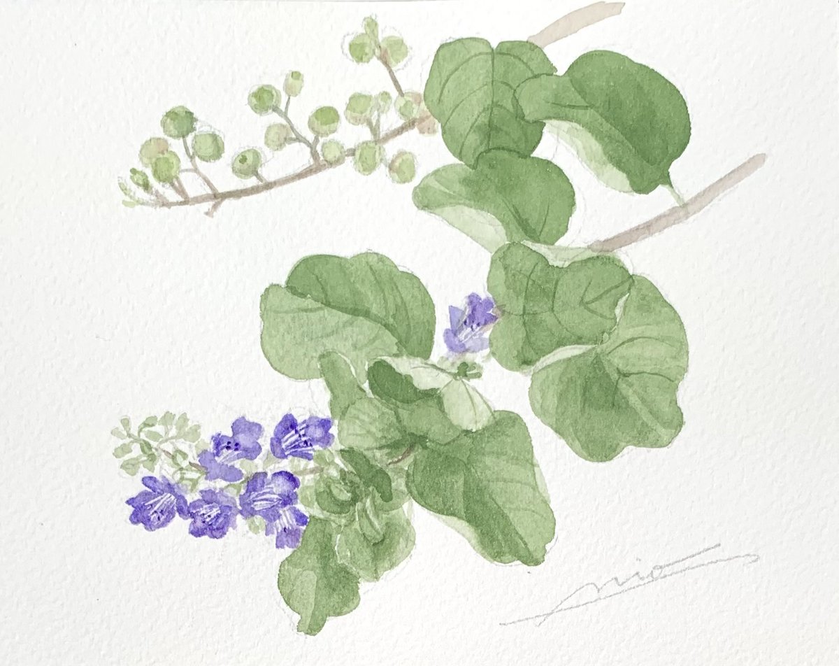 MioMyaoMom's tweet photo. #ハマヒルガオ #ハマゴウ #水彩 #FalseBindweed #RoundleafChestertree #watercolor
#NoWar
先週、浜辺にて。
もっと侘しげな花たちをイメージしていたけれど、海辺の植物は、皆、肉厚の葉を持ち、砂地にしっかりと根を張っていた。 https://t.co/aWRPj0lN44