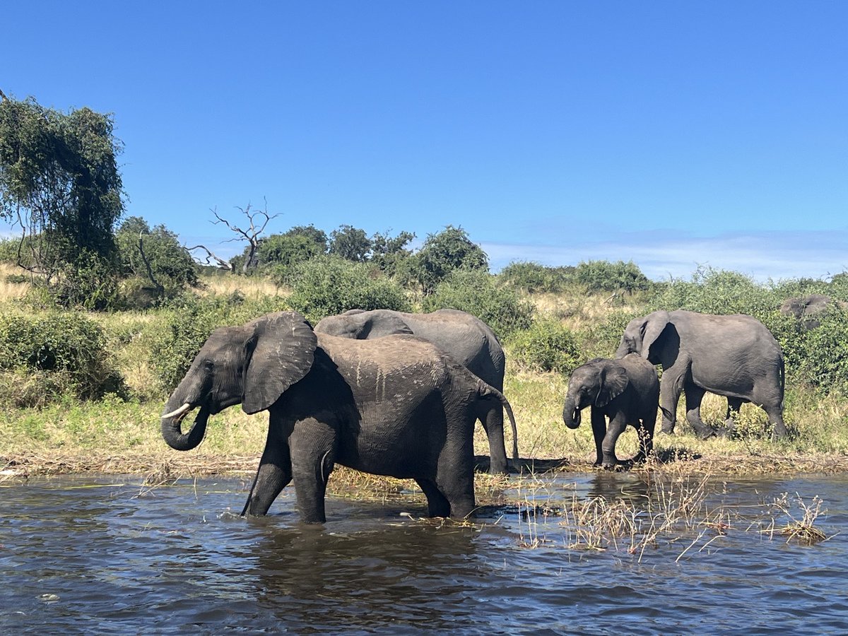 KFwines's tweet photo. @theiaincameron We boated 250km down the river, in full flood, from Katima Impalila, almost to  Vic Falls - trip of a lifetime https://t.co/iukNbDtH2w