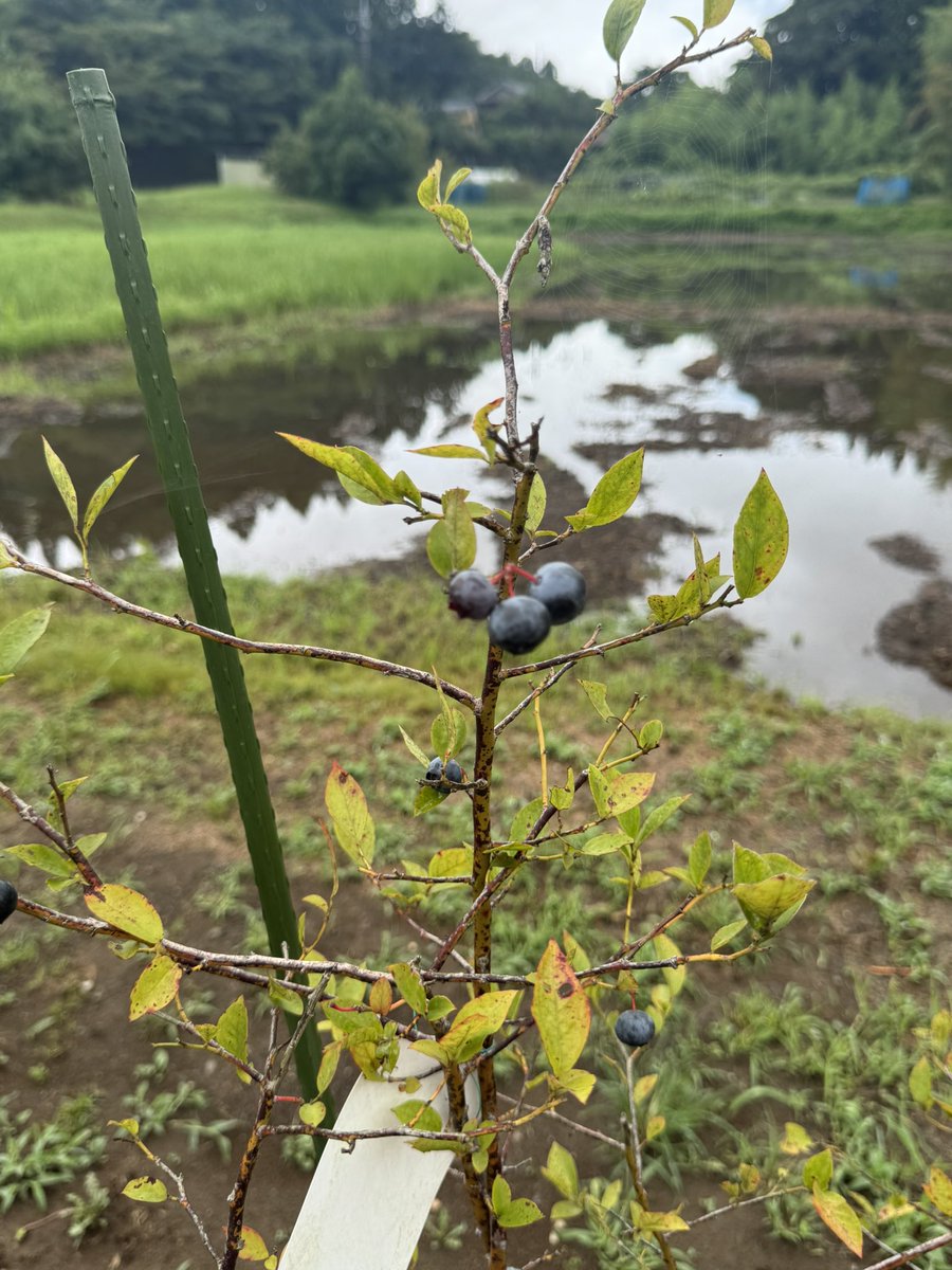 estukotoya's tweet photo. 昨日の大雨で亡くなられた方々に心から哀悼の意を表します。
私も昨日から市原市に帰省中でした。警戒レベルが5になり防災無線が遠くで聞こえた時は夜。避難も大変だったと思います。浸水被害に遭われた方々にお見舞い申し上げます。一日も早い復旧を。
#千葉県
#市原市
#大雨 https://t.co/wWy7PZvQss