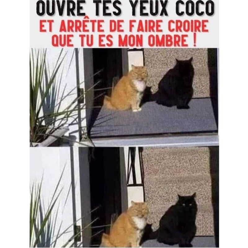 BeguinChat's tweet photo. 😂🤣😂😋
 
 #chat #chats #chaton #chatons #funnycat #funnycats #felin #gato #gatos #gatto #minet #bouledepoil #kitten #kitty #mdr #lol #marrant #humourchat #humourchats #chatdrole #katze #rigolo #marrant https://t.co/ERhJFVP4Zx