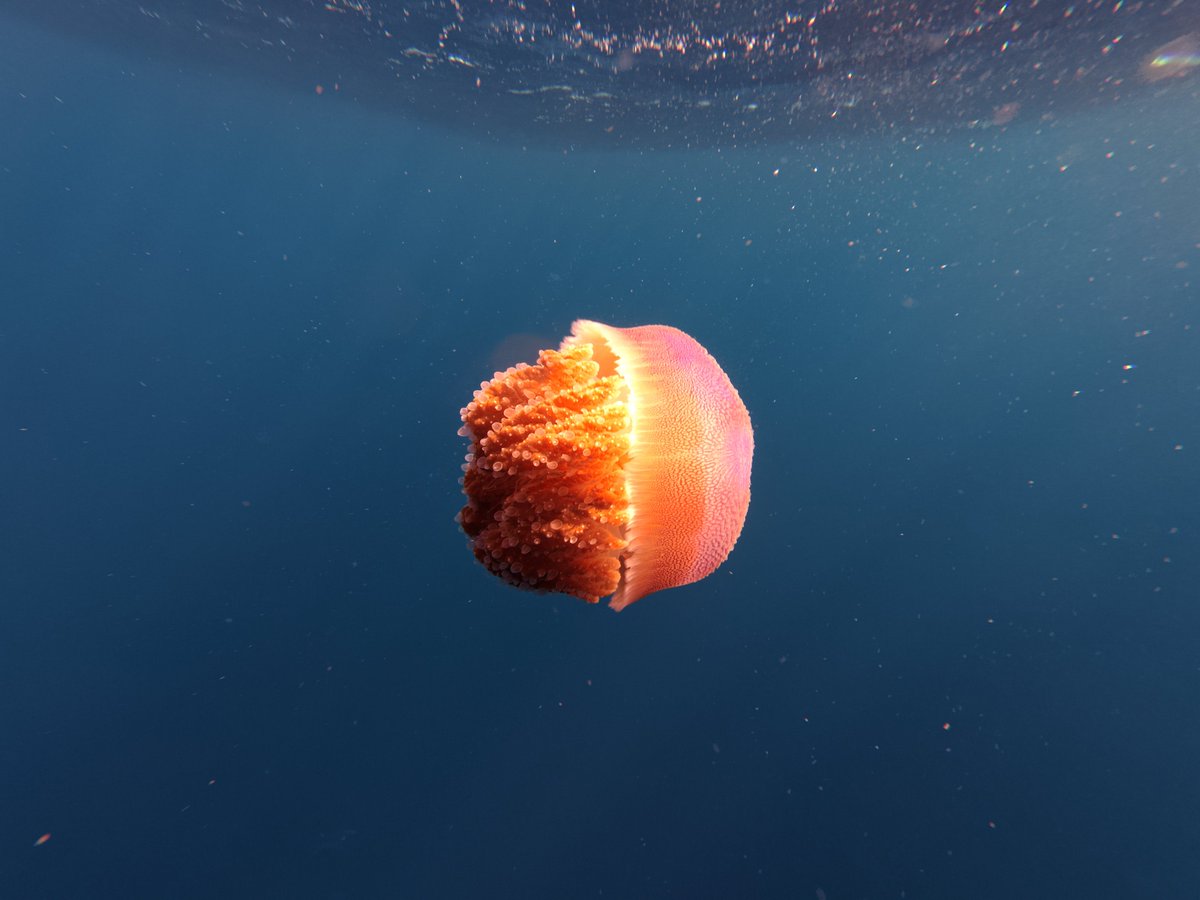 ____e625___'s tweet photo. Lovely jellyfish i saw today https://t.co/ZR3k2eXsXg