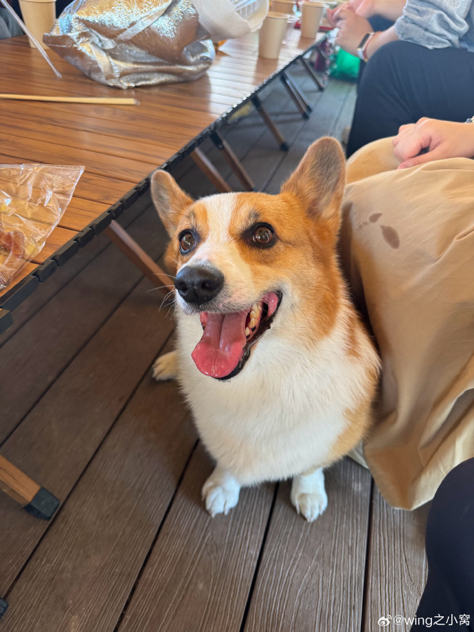 phil_camus's tweet photo. My fur baby turned 6 months old today! From a tiny wobbly pup that couldn’t stop chewing socks to a zooming cuddle bug that greets me at the door every day—growing up is the best adventure with my pup by my side. https://t.co/LjHXKyHRvS
