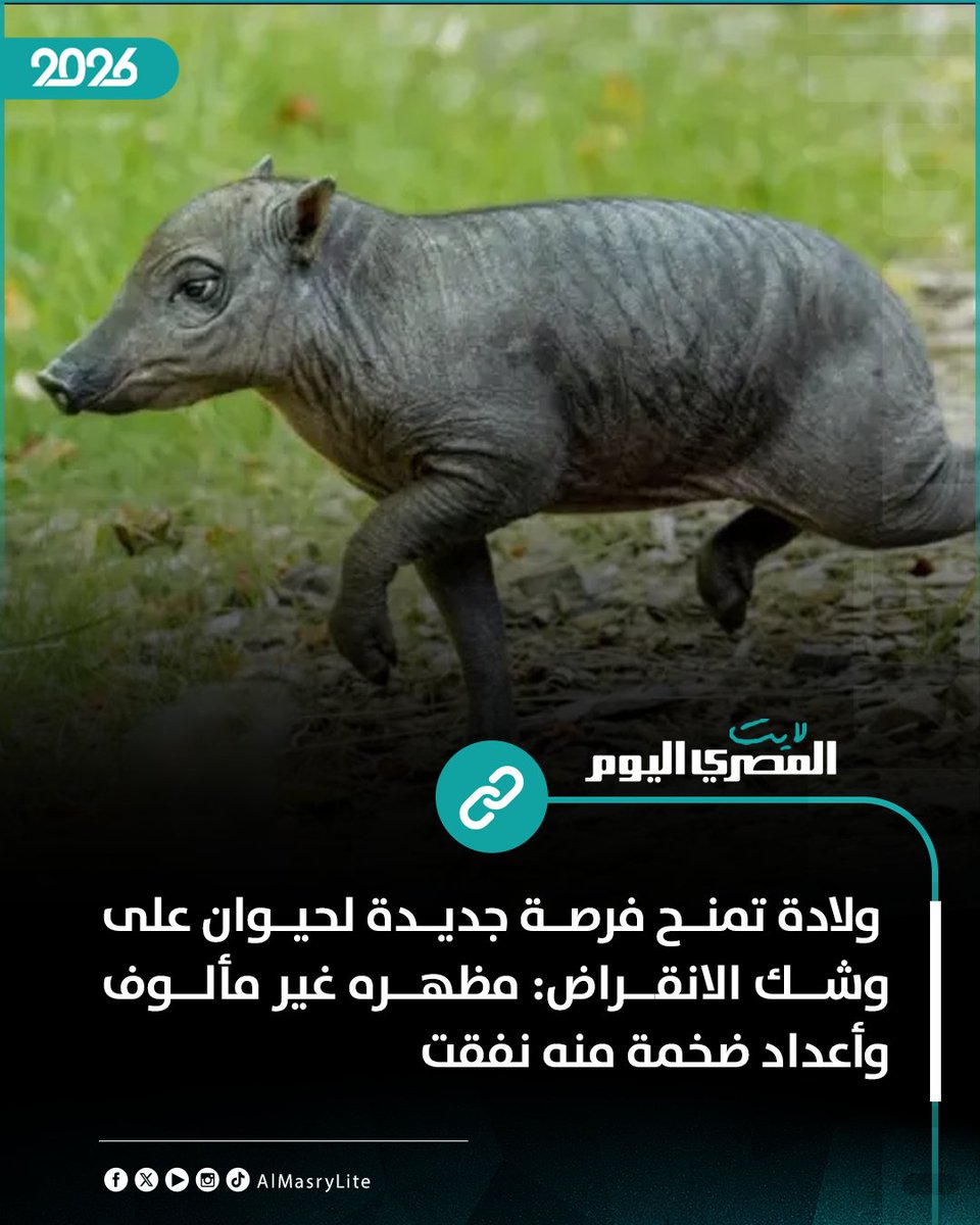 AlMasryLite's tweet photo. ولادة تمنح فرصة جديدة لحيوان على وشك الانقراض: مظهره غير مألوف وأعداد ضخمة منه نفقت 
https://t.co/sCcHmEmapZ https://t.co/XPoCPI535f
