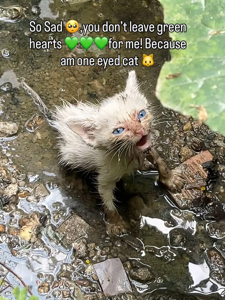 u9jqt136972jdjc's tweet photo. So Sad 🥺,you don’t leave green hearts 💚💚💚for me! https://t.co/vdq8ZMhEyb