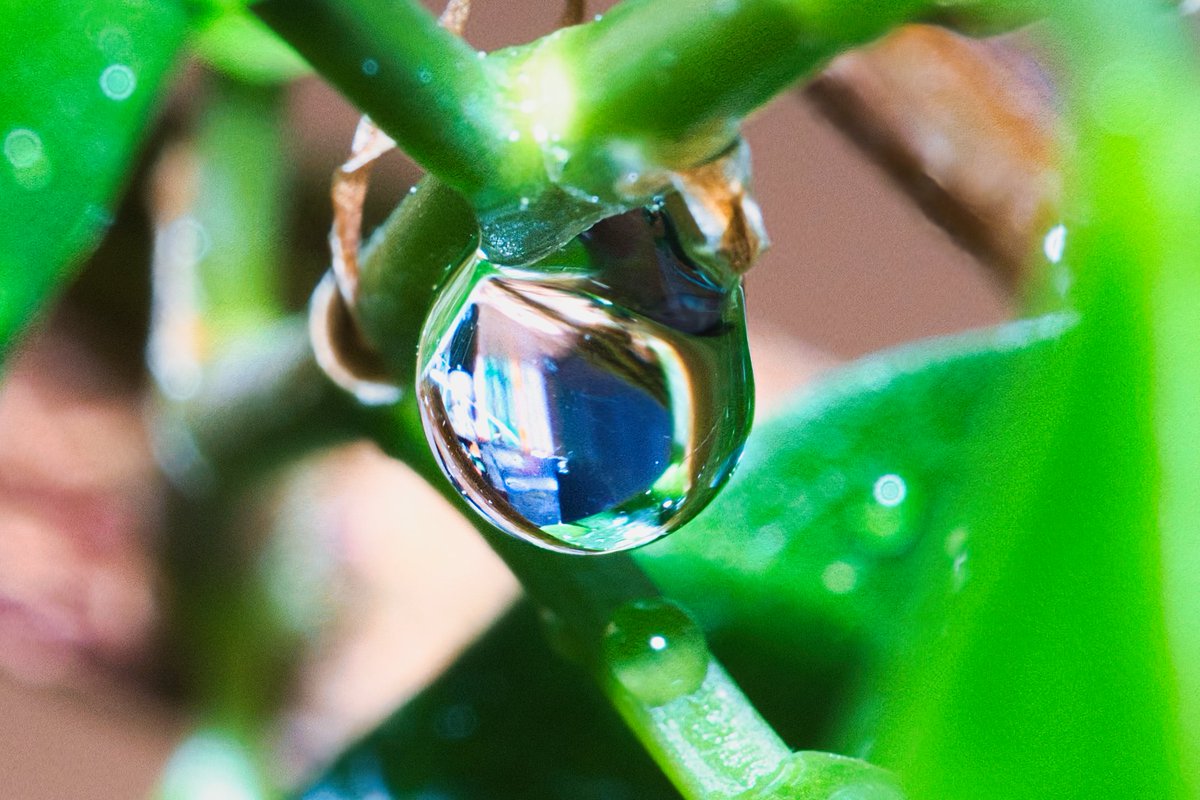 mild3q's tweet photo. FE 100mm F2.8 Macro GM OSSで水滴と琥珀の中の蚊のご先祖様撮ってみた。
とっても綺麗な世界でした。 https://t.co/dISDuO0sLx
