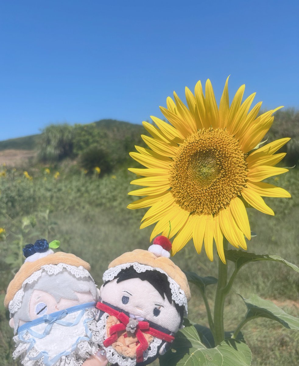 sun_and_moon_nu's tweet photo. 𓂃𓈒🌻*｡ﾟ

#帝国ふわころ銀行
#ふわ銀 https://t.co/eVebleWDH4