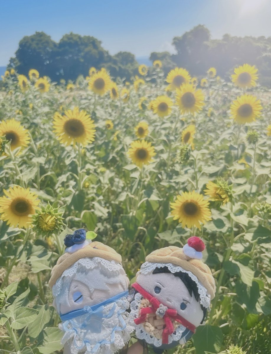 sun_and_moon_nu's tweet photo. 𓂃𓈒🌻*｡ﾟ

#帝国ふわころ銀行
#ふわ銀 https://t.co/eVebleWDH4