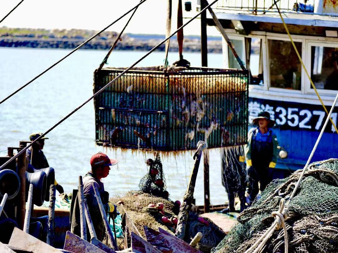 LiaoningDaily's tweet photo. The first batch of the fishing boats returned with a full load after their first fishing operations in this autumn. At the seaside, the fishermen are busy dealing with jellyfish newly caught. https://t.co/p1jJmZotk9
