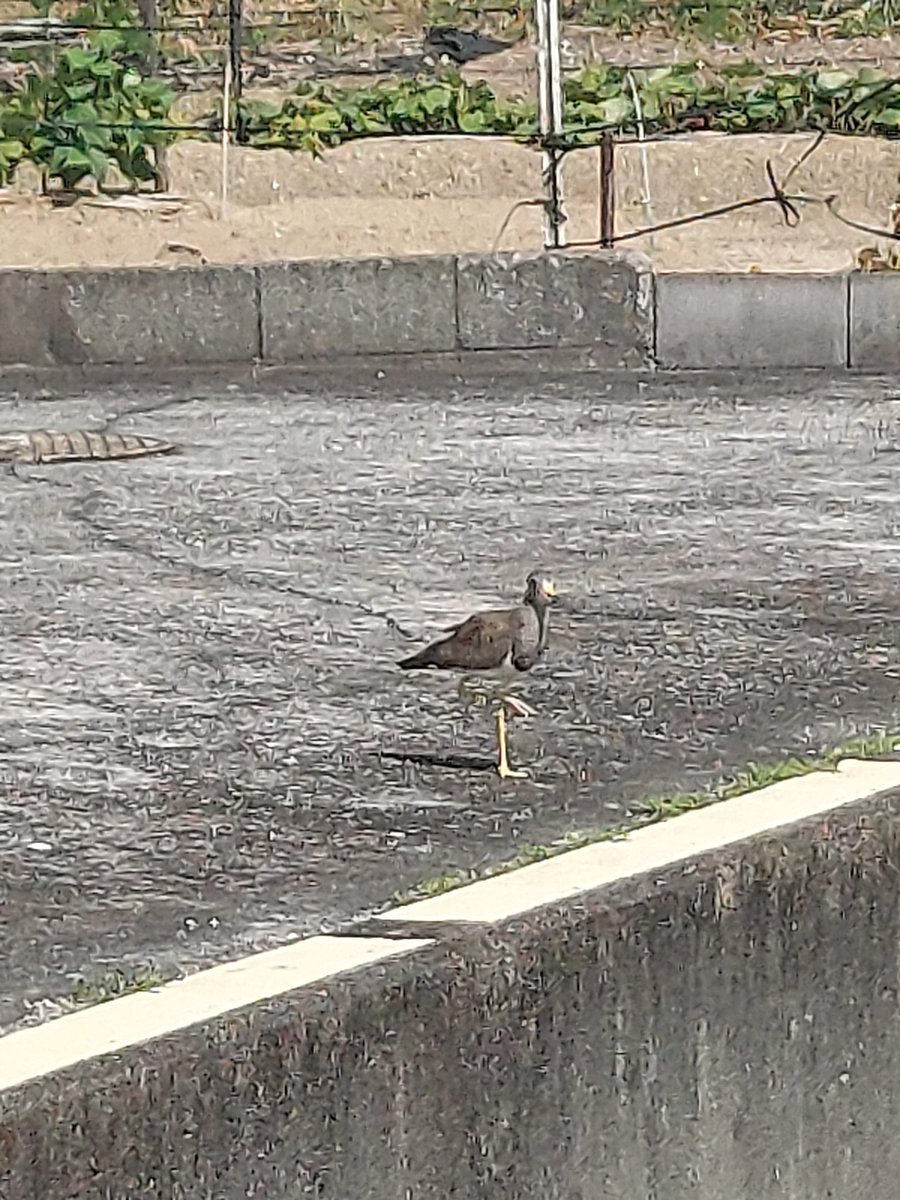 FU98003YO's tweet photo. 違うのは分かってるが
言ってみるｱﾊﾊ

コンクリート熱いのか？
横に砂場があるぞ(笑) https://t.co/htgzh8AaQ1