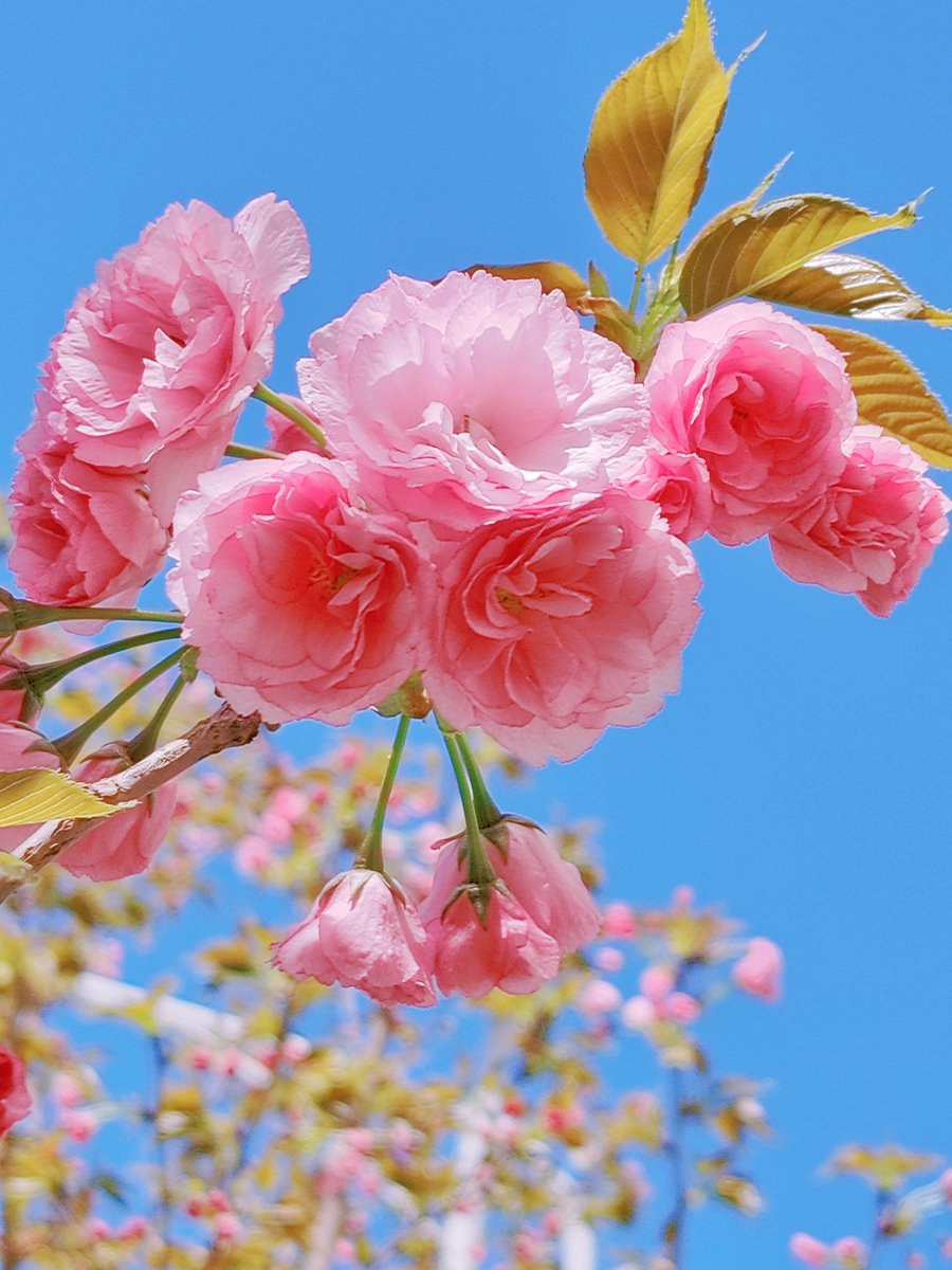 sofiane66407065's tweet photo. Celebrating the first cherry blossom bloom of the year  Wishing you all a spring full of joy and sweet surprises! https://t.co/6d1c1LT1Je