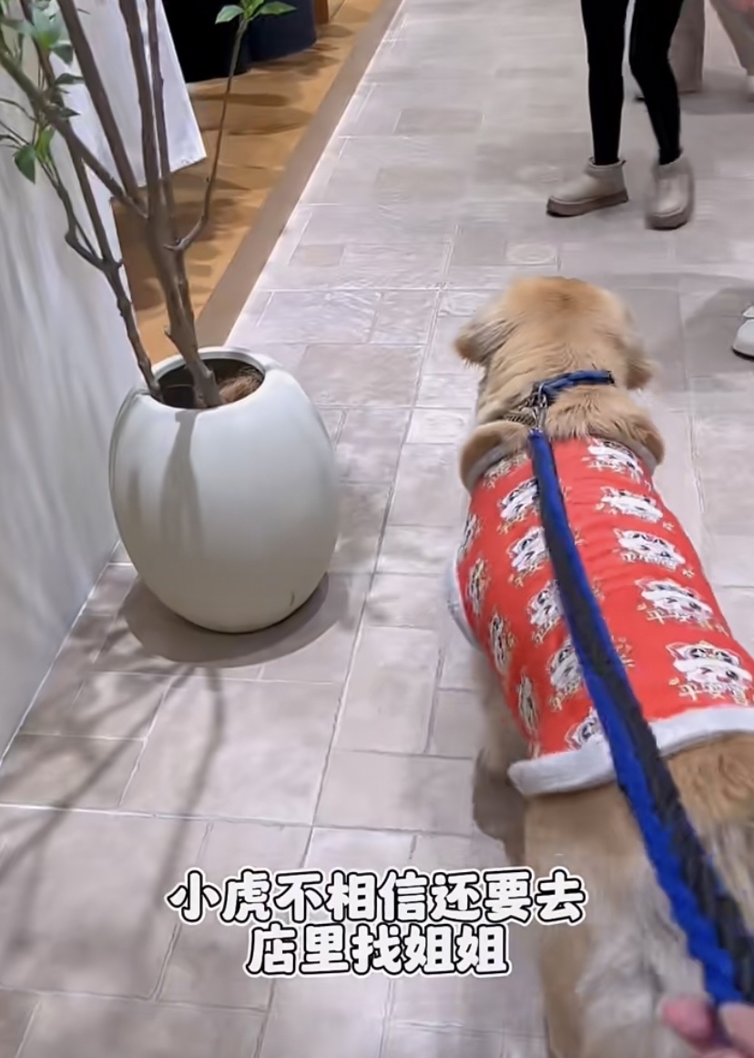 AuyTop's tweet photo. Nothing beats coming home to your pup’s wagging tail after a long day.  #PetLove #DogCompanion https://t.co/Hjq9fwnlpt