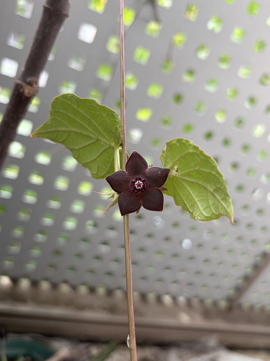 huzyou's tweet photo. Matelea cyclophylla開花。
10年くらいの目標が叶った。
以前育ててた株は全然咲かなかったんですよね。
中心部はほぼベムスターのお腹。 https://t.co/ykjJgyvt2F