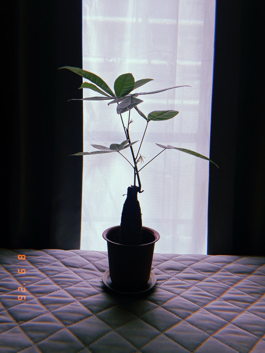 11captainR's tweet photo. 最近愛でてる観葉植物がかわいい🪴
「日光浴する？」とか「乾いてきた？」とか喋りかけてんねん、ヤバい https://t.co/8WF7ZMMB9p